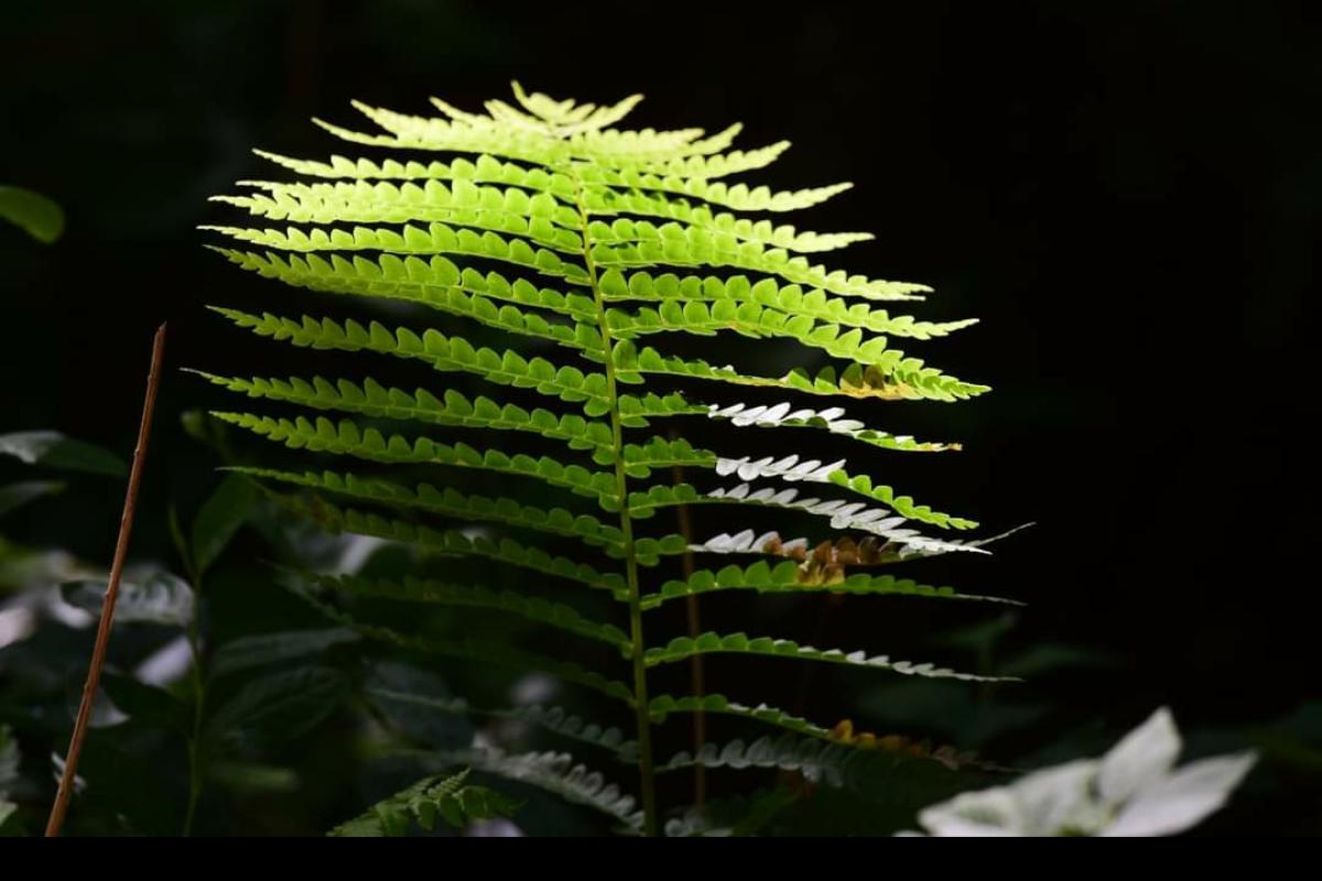 Fern in the Sun (JPG)