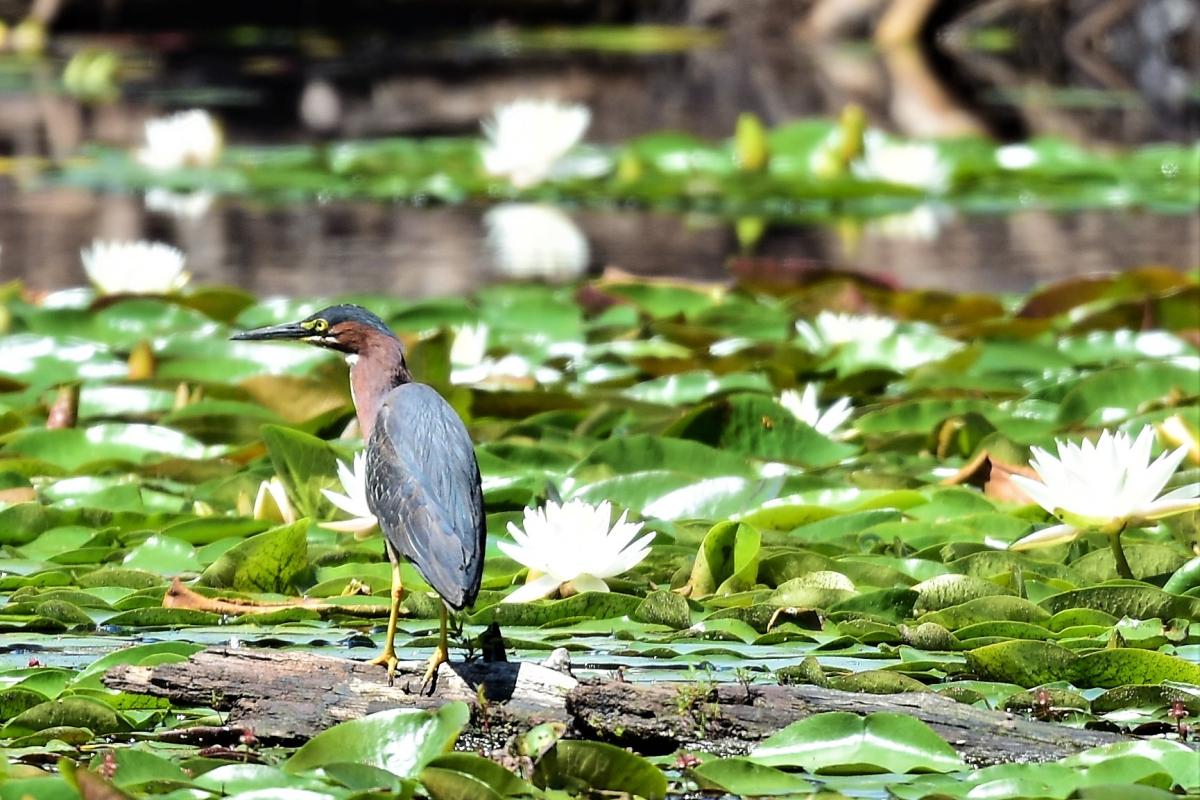 Bird Among Lilypads (JPG)