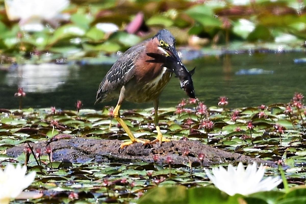 Bird Catching Fish (JPG)