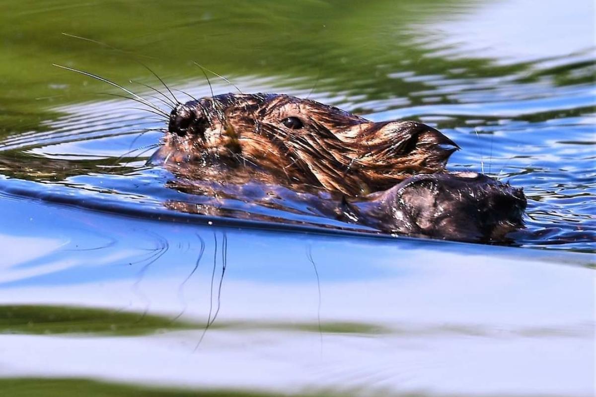 Beaver Swimming (JPG)