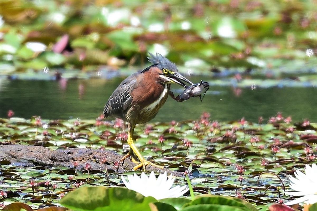 Bird Caught Fish (JPG)